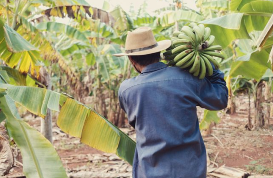 中國與厄瓜多爾簽署自貿協定，香蕉等農產品零關稅